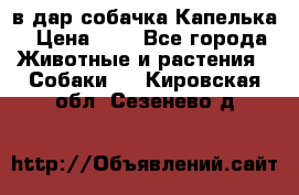 в дар собачка Капелька › Цена ­ 1 - Все города Животные и растения » Собаки   . Кировская обл.,Сезенево д.